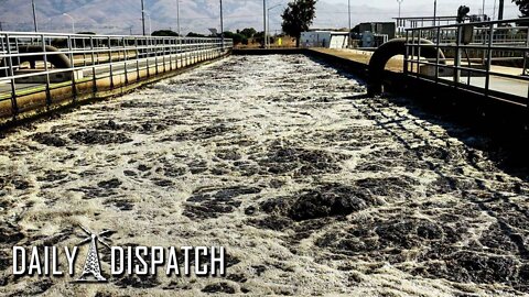 Mass Die-off In San Francisco Bay Caused By Human Sewage Runoff