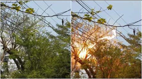 Un enorme corto circuito causato da un albero