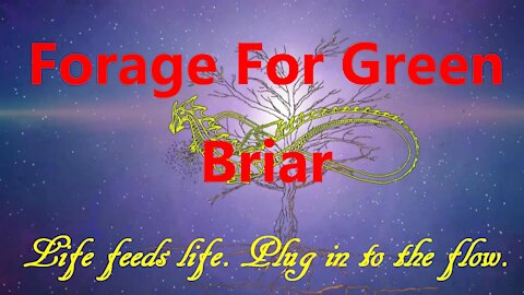 Foraging for Green Briar