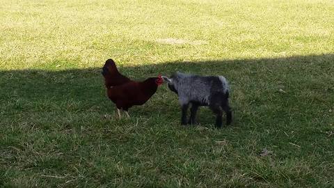 "Baby Goat Vs The Rooster"