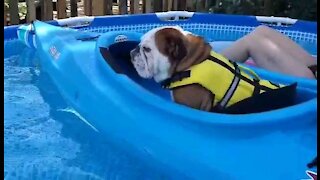 Adorable Bulldog in a kayak in the pool