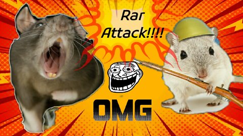Rat attack on humans
