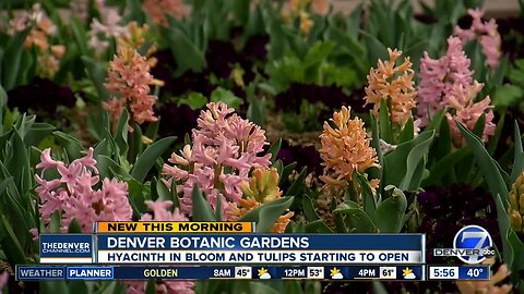 Spring blubs starting to bloom at Denver Botanic Gardens