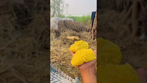 #desilifeofpunjab #youtubeshort #viral #farming