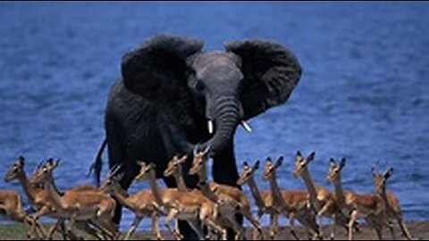 Amazing Wildlife of African Savanna |African Forest