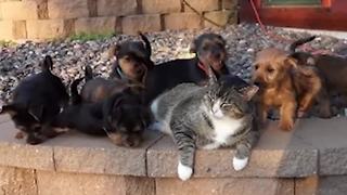 "Sleepy Cat Gets Swarmed By Adorable Puppies"