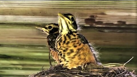 Baby robins are getting ready to leave the nest