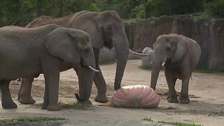 Elephants at the Cleveland Zoo enjoy a 1,300-pound pumpkin