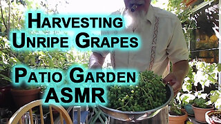 Harvesting Unripe Grapes: Patio Garden ASMR [Ghooreh, Sour Grapes]
