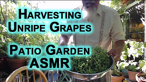 Harvesting Unripe Grapes: Patio Garden ASMR [Ghooreh, Sour Grapes]