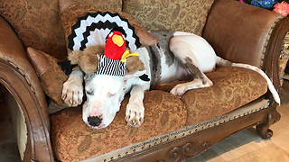 Great Dane with Turkey Referee Hat is Ready for Thanksgiving Football