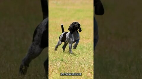 German Shorthair Pointer Puppy Training