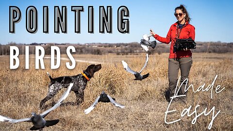 Pointing Birds - Upland Bird Dog Training