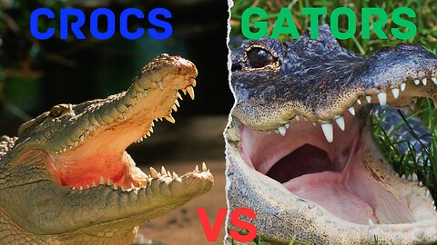 Alligators Vs Crocodile | What's the difference between them?
