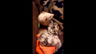 Nibbles the savage ferret eats a duck