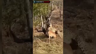 cheetah chasing Impala