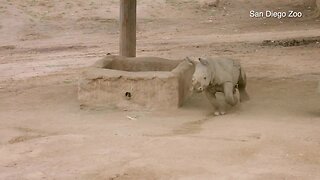 San Diego Zoo's baby rhino charges into life at the park