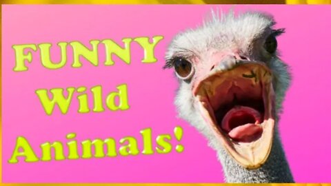 😂FUNNY WILD ANIMALS VIDEOS😂 try NOT TO LAUGH 👉 Please FOLLOWE ME