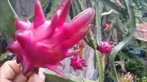 pitaya produzindo sem fazer polinização cultivada em cima do muro