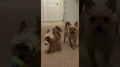 Maisie doesn't want to share the ball