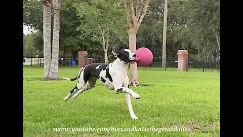 Galloping Great Dane Love His Jolly Ball Horse Toy
