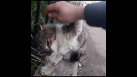 Feed an angry street cat on a windy day