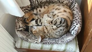 Bengal cat sleeps upside down #bengalcat #cutecat #catbelly