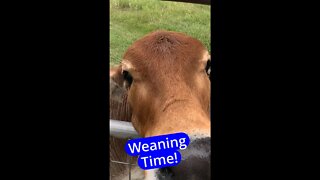 Weaning is HARD! #shorts #cattle #farmlife #farmgirl