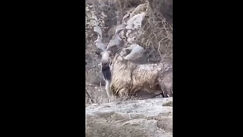 7 year old Markhor in hunza.
