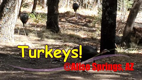 Turkeys galore at Aliso Springs, AZ (Can Am Maverick Sport XRC)