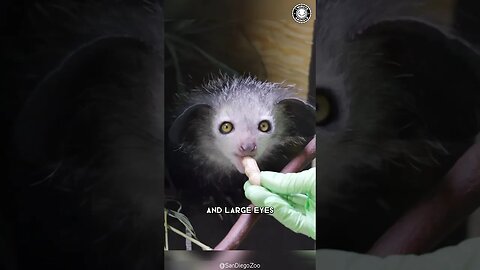 Aye-Aye 🐒 The Creepiest Lemur!