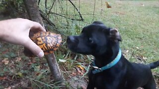 Meeting a Turtle for the First Time