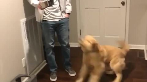Puppy Likes To Do A Little Dance Before His Happy Meal