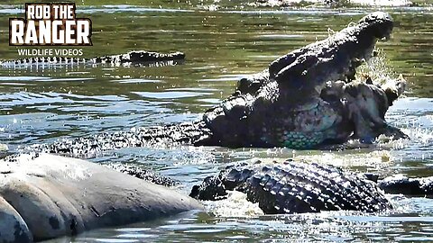 Nile Crocodiles Feasting On A Hippo | Maasai Mara Safari | Zebra Plains