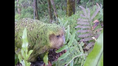 Meet the Kakapo! World’s only flightless parrot and heaviest parrot in the world - ABC15 Digital