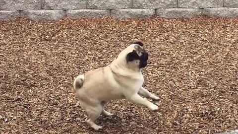 Pug Dog Stands On Its Hind Legs To Bite Rain Drops