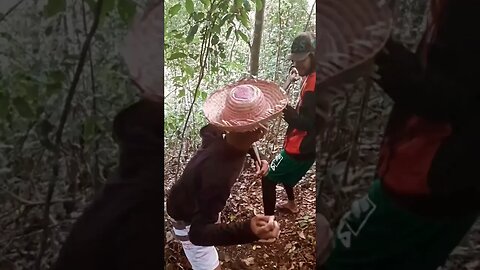 a fiscalização do Ibama viu chicó pegando o guaiamum verde #short