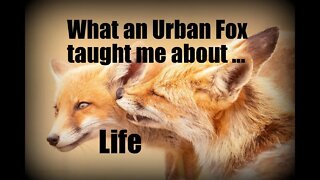 🦊What a fantastic friendly urban Mrs #Fox has taught me about life (and Bill Hick's The Ride).