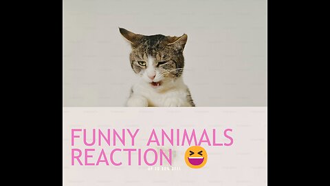 Funny videos, funny animals Hub, funny cats and dogs reactions, 🐕😄😆🤣😂, performance 🤣funny 🐕😄