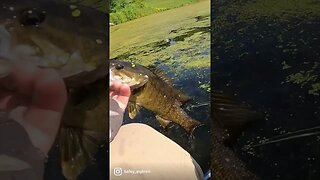 Catching SMALLMOUTH on a Frog in HEAVY Grass?!