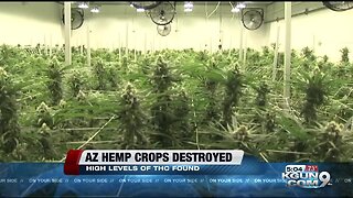 Tests find some early Arizona hemp crops have too much THC