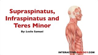 091 Supraspinatus, Infraspinatus, and Teres Minor