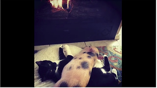 Piggy And Cat Are Having The Most Adorable Nap Together