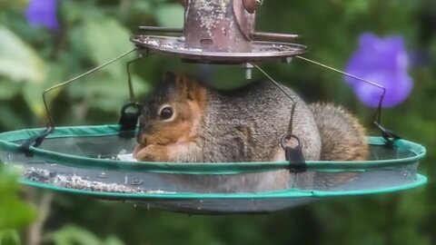 The Squirrel, the Physicist and the Bird Feeder