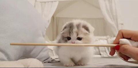 cute kitten videos short leg cat- KimsKennelUS