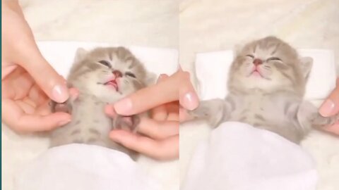 Kitty Massage