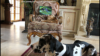 Great Dane and Cat Pose Politely With Frog Painting
