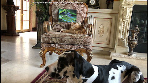 Great Dane and Cat Pose Politely With Frog Painting