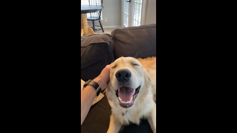 Happy pup getting pets by owner