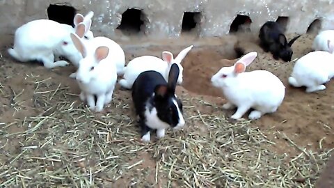 Cute Animal Rabbits as Pets Video | Rabbit Farming in India | Indian Rabbit | ढेर सारे खरगोश